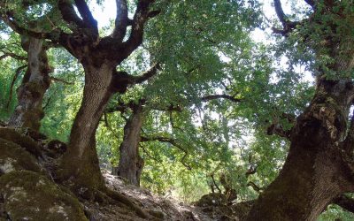 dimos-leykadas-dasos-ton-skaron-1